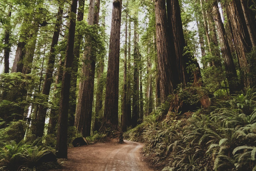 Towering old-growth forest trees, the kind of ecosystem where Mother Trees anchor the underground fungal network
