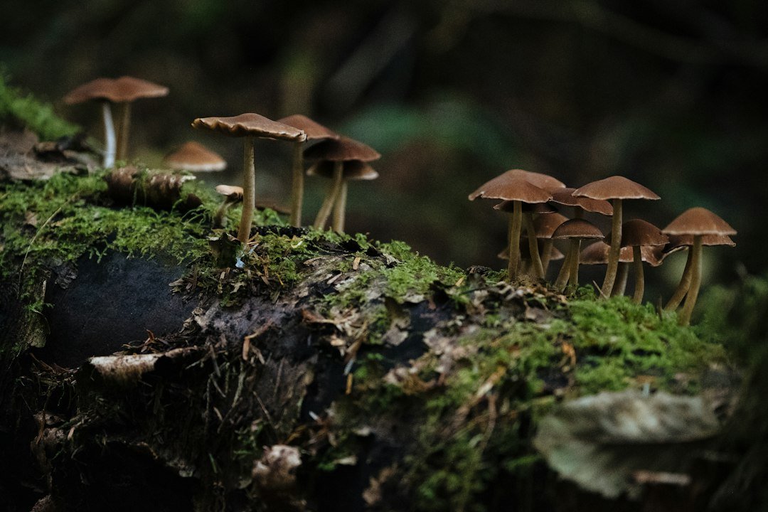Cluster of wild mushrooms growing on a mossy log, the visible fruiting bodies of a much larger underground fungus