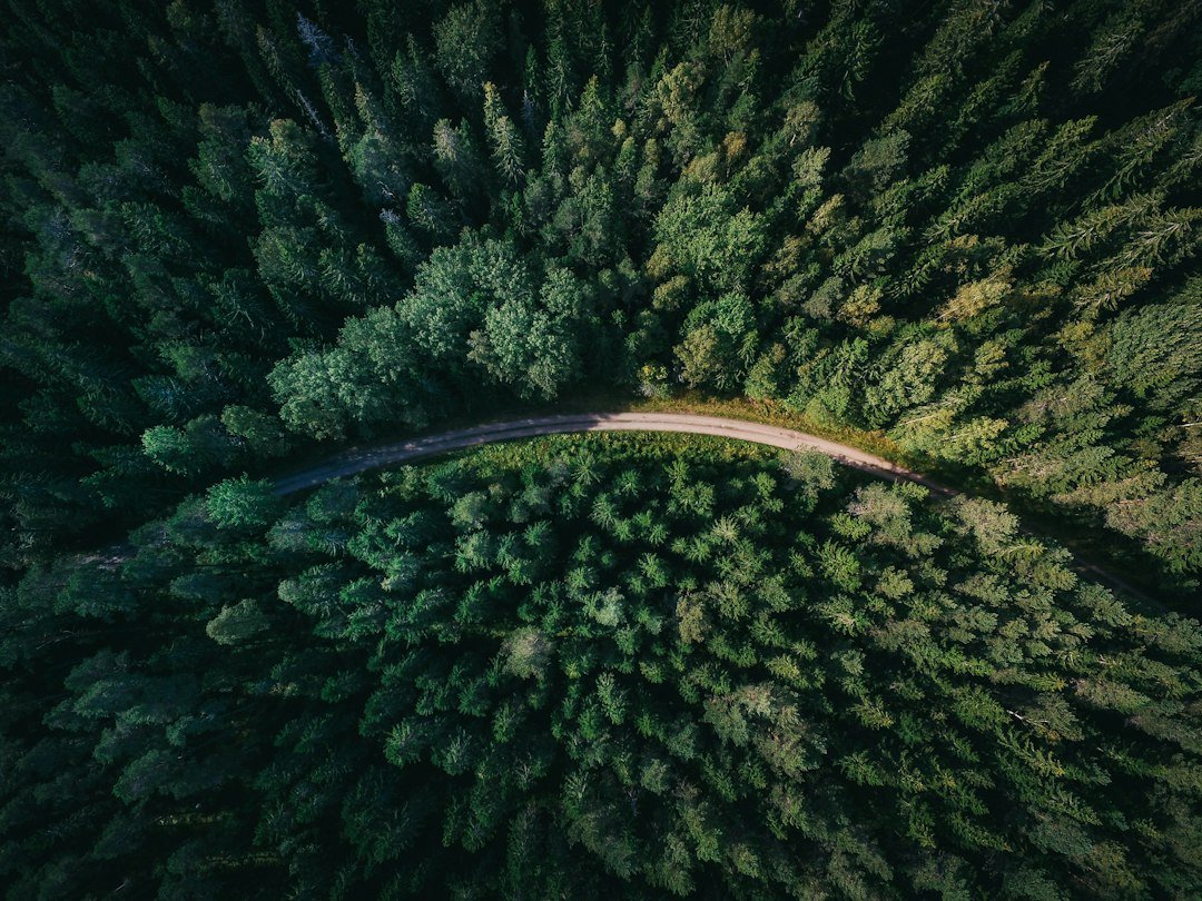 Aerial view of a forest canopy, illustrating how the mycorrhizal network connects trees like a web