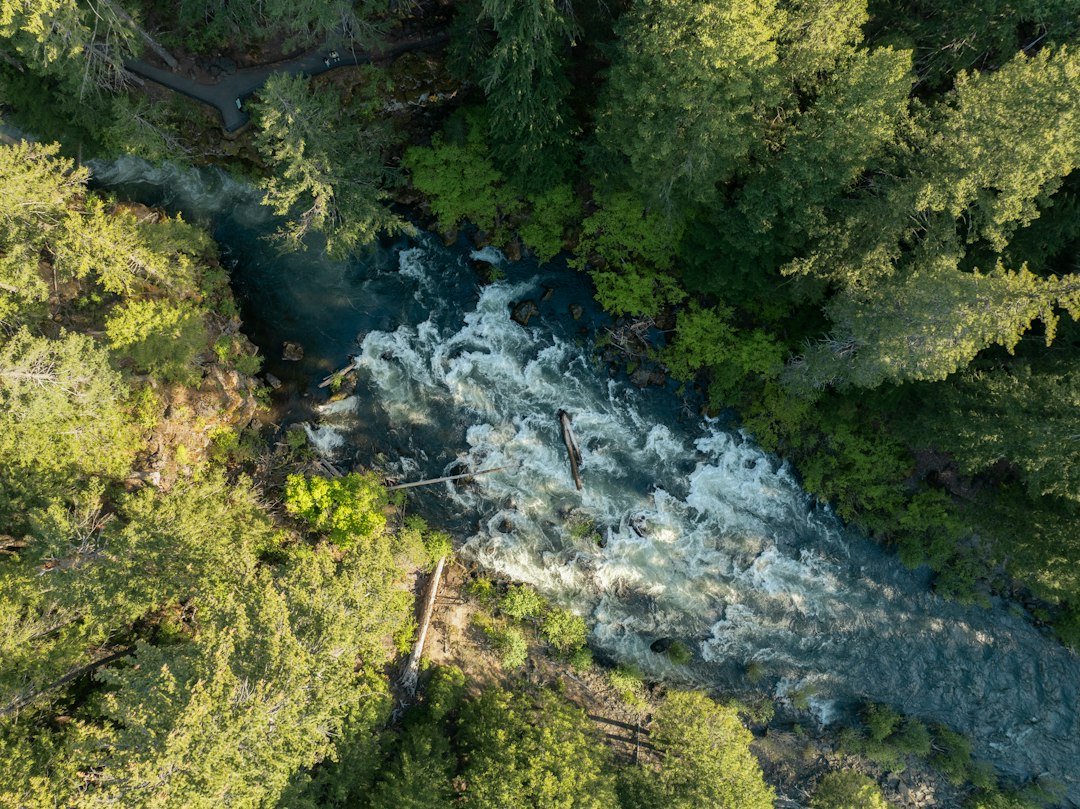 Aerial view of a river cutting through a Pacific Northwest forest, the path salmon take to deliver ocean nutrients to the fungal network