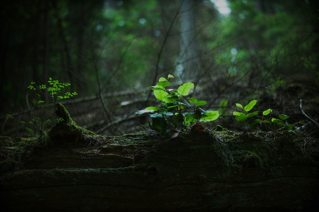 Young tree seedlings sprouting from a mossy forest floor, kept alive by carbon shared through the mycorrhizal network