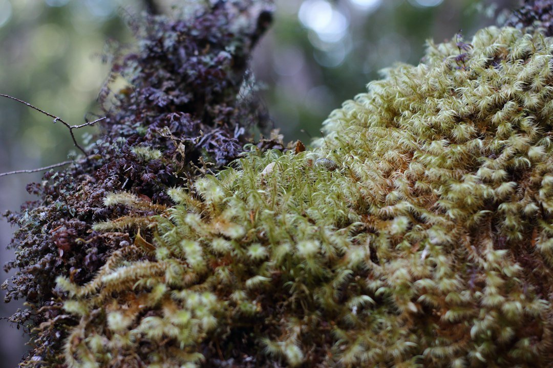 Moss and lichen covering a forest log, part of the fungal and microbial life lost when old-growth forests are clear-cut